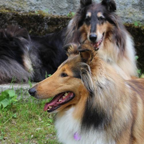 Elevage de Colleys type Américain