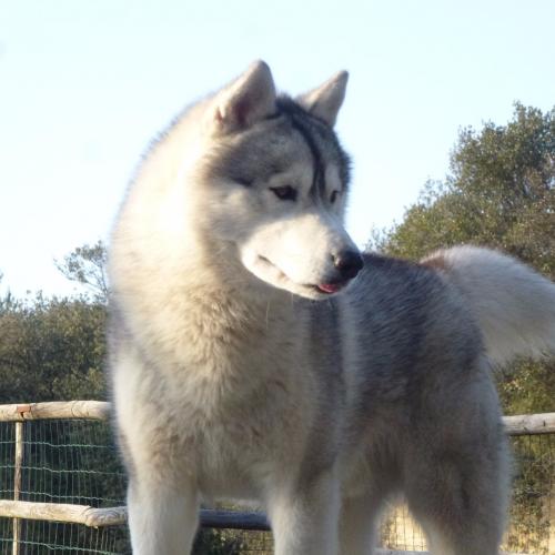 Nouveau producteur Sibérian Husky