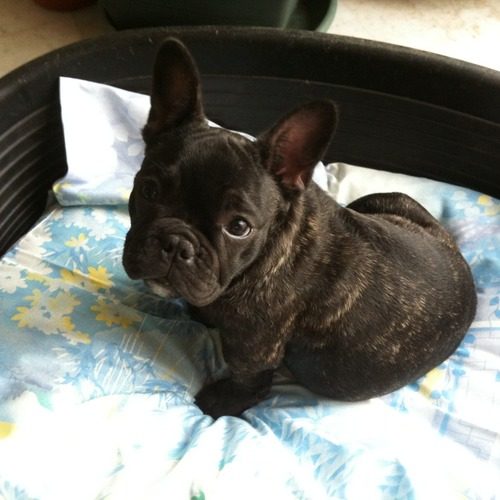 De la croix aux buis- Bouledogue Français lof