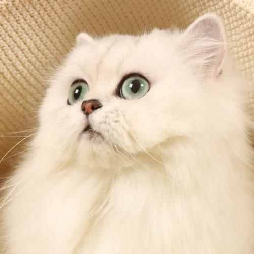 Eleveur : la plume des neige' s