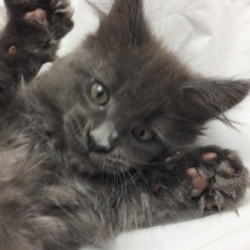 Chatterie de KawaiCoon