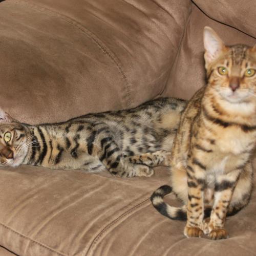 Elevage du Tchatchatcha