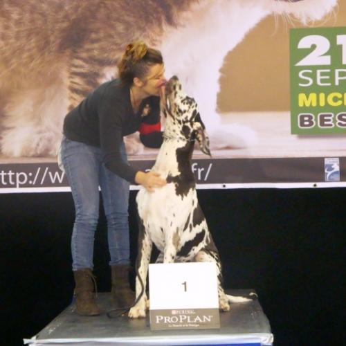 élevage de dogues allemands arlequins et noirs