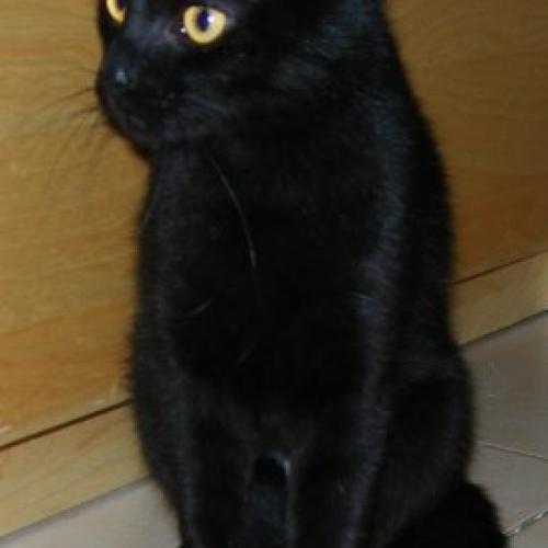 Association : AMIS DES CHATS