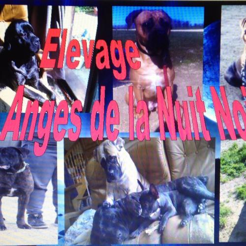 Eleveur de Cane Corso
