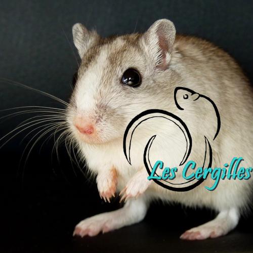 Elevage des Cergilles