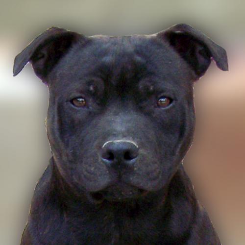 les Staffies de l'Escane Crabe