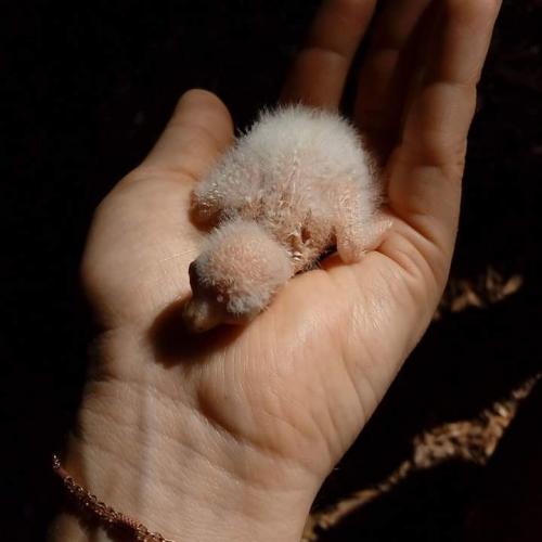 Calopsitte/ Kakariki