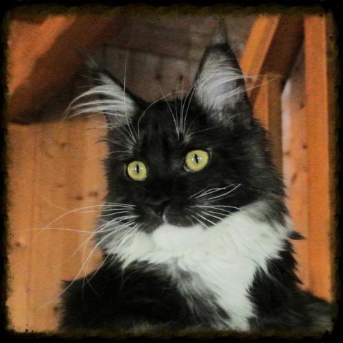 Elevage familial de Maine coon