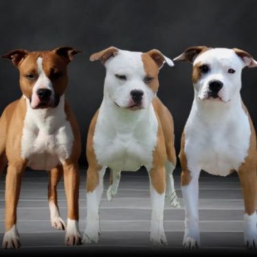 Elevage american black legion