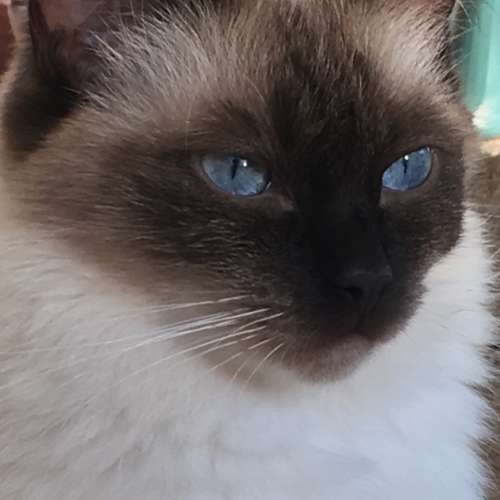 Elevage de Ragdoll - Des Félins d'Anjou