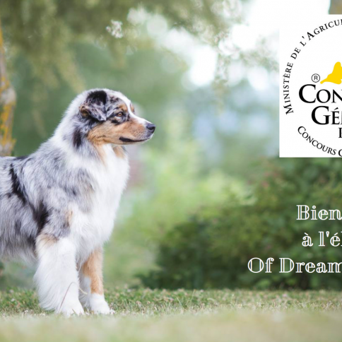 Elevage Of Dreamtime Spirit