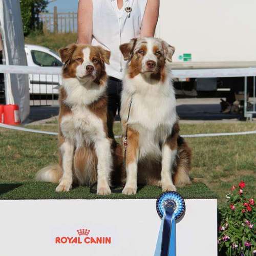 Elevage des Ruines de Champlieu