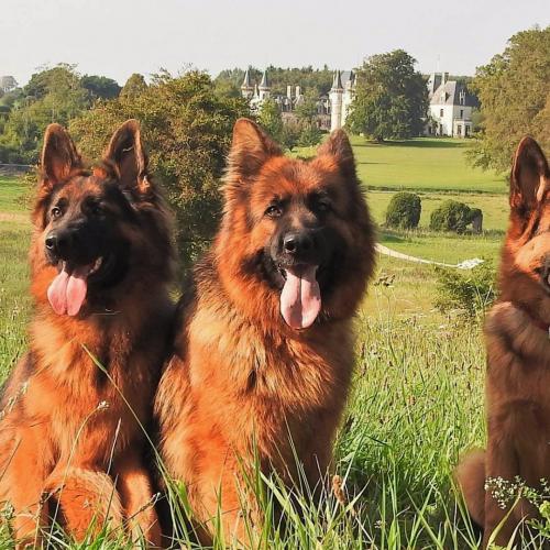 Elevage Du Domaine De l'Estran