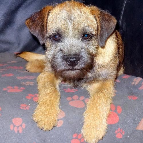 Bienvenue chez les petites nouches