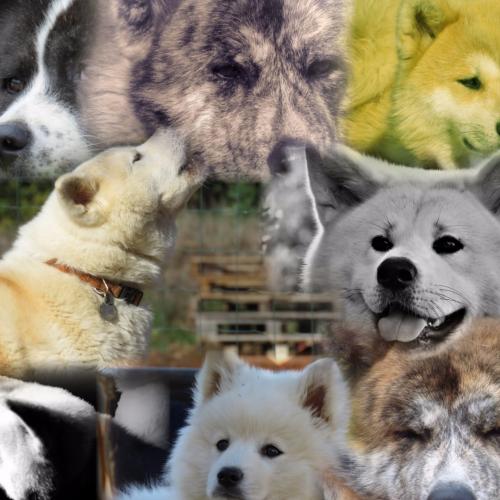 Elevage du Mont sacré