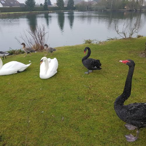 Les Canards d'Ornements de chevillon sur huillard