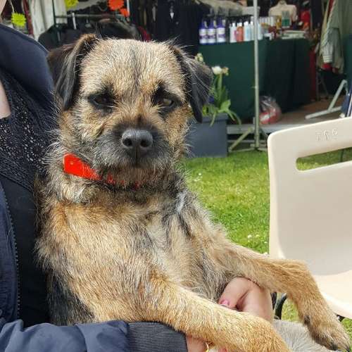 Elevage du rêve de nerval - Border Terrier LOF