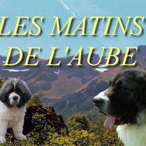 élevage des Matins de l'Aube - Matins de Pyrénées