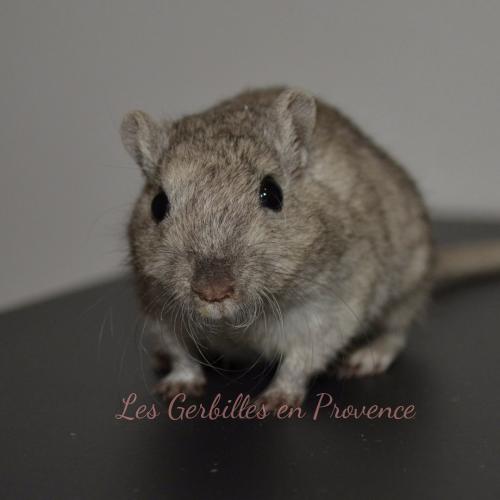 Les Gerbilles en Provence