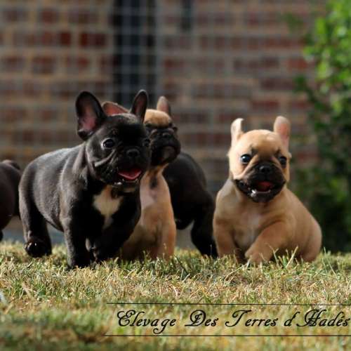 élevage des Terres D'Hades