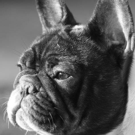 Élevage de bouledogues français