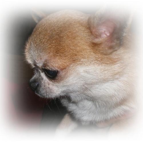 Elevage du Royaume des Minis Stars