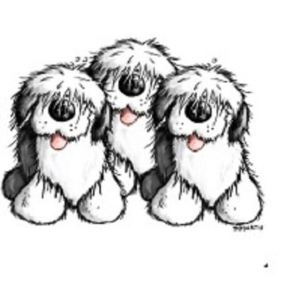 Bobtail (berger anglais ancestral)