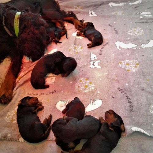 Elevage canin du segala -élévage de Setters Gordon