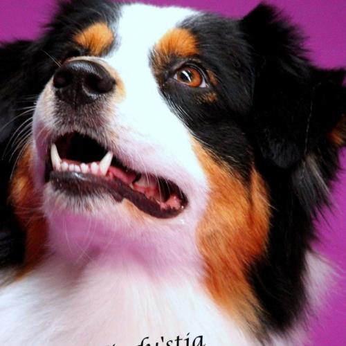 Elevage De Windy'Stia - Berger Australien