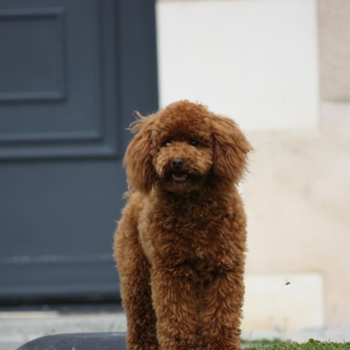Élevage de caniche nain du mas d'aigret