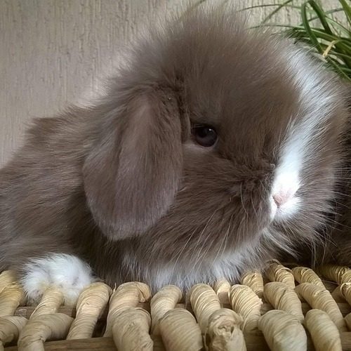 Angora Occitana Lop Love - Le lapin angora du Sud