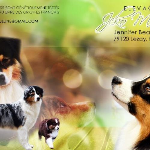 Berger australien & kooikerhondje LOF