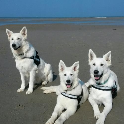 Elevage de la Grange aux Blancs