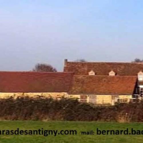 Elevage familial de beauceron