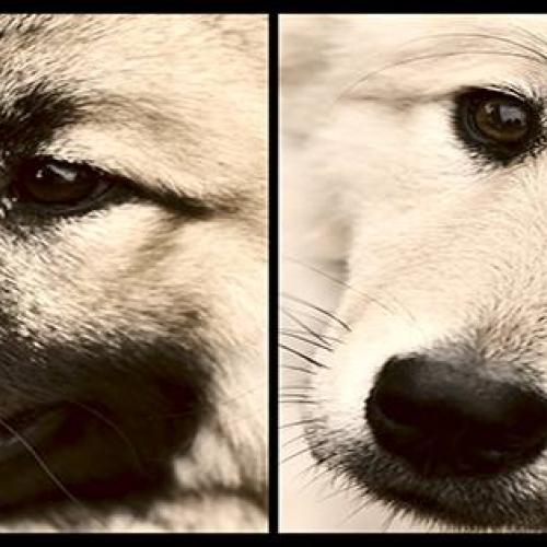 Elevage de l'Alanjaylin