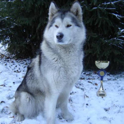 Elevage familial et amoureux de Malamute d'Alaska
