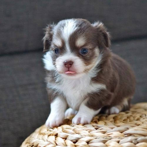 élevage des races Persans et Exotic Shorthair LOOF