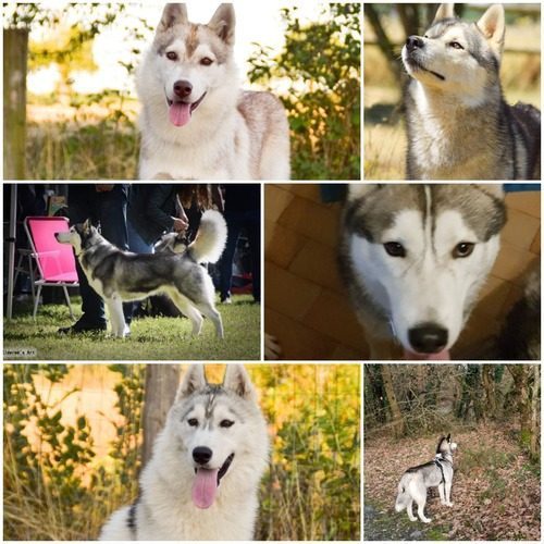 élevage de Husky Sibérien