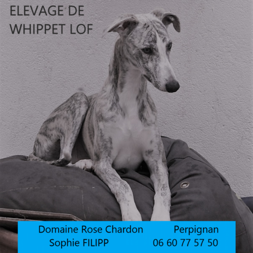 Whippet du domaine rose chardon