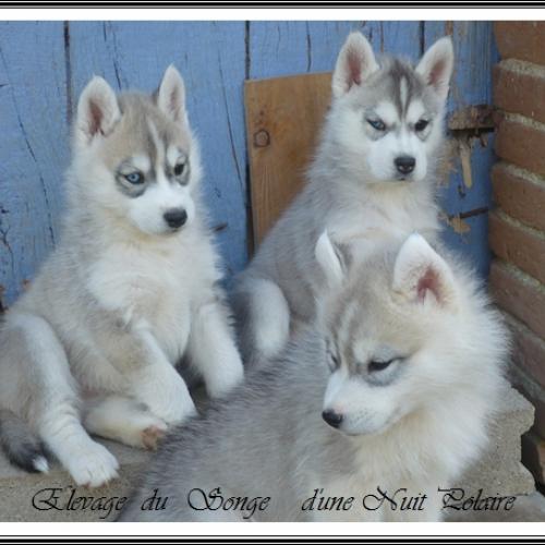 Élevage : husky de siberie