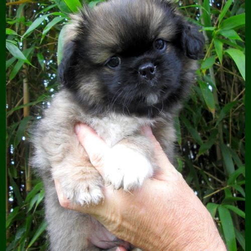 élevage familial Des Portes du Lac