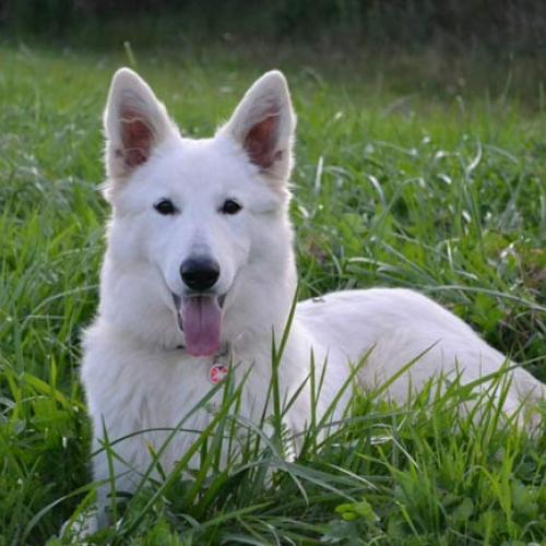 Élevage : berger blanc suisse