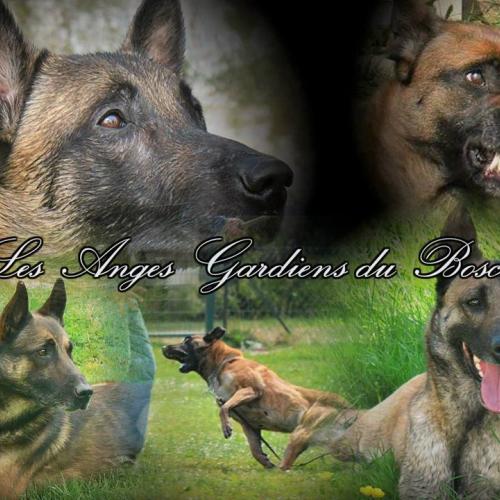 Elevage des Anges Gardiens du Bosc