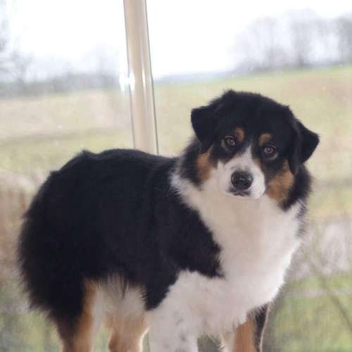 Élevage de berger australien lof