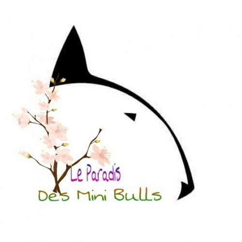 Elevage du Paradis des Mini Bulls