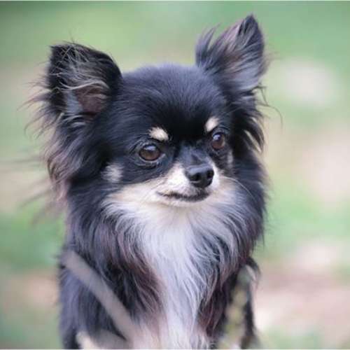 élevage de chihuahua à poils longs