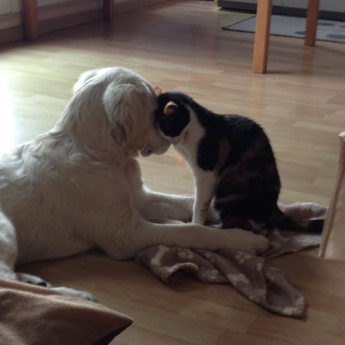 Elevage familial du val d'Ael