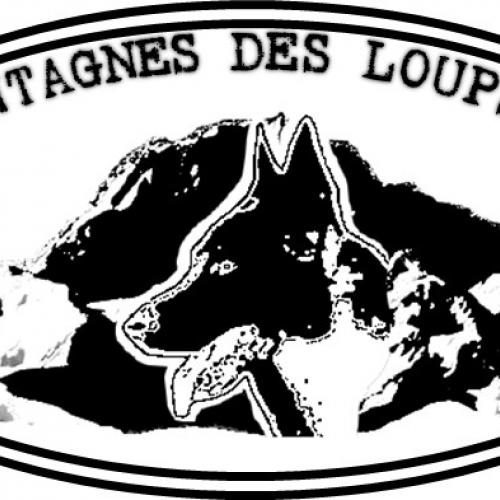 Bergers Allemands des Montagnes des Loups Noirs