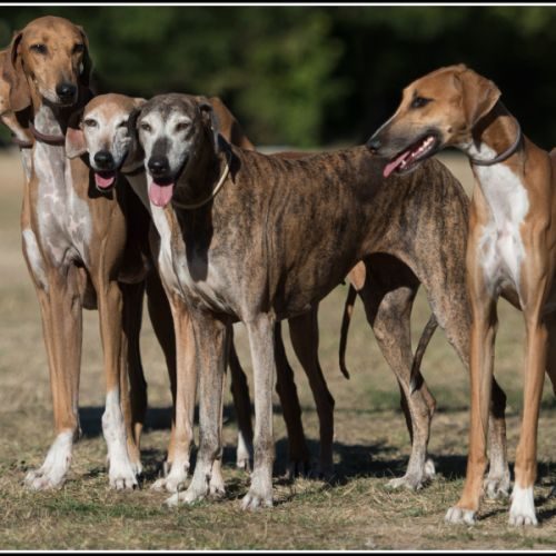 Azawakh du Domaine des Trois Clefs